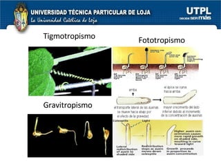 Tigmotropismo Gravitropismo Fototropismo 