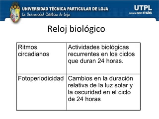 Reloj biológico Ritmos circadianos Actividades biológicas recurrentes en los ciclos que duran 24 horas. Fotoperiodicidad Cambios en la duración relativa de la luz solar y la oscuridad en el ciclo de 24 horas 