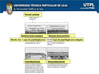 Pared celular Bacteria Gram-negativa Memb. Ext. + capa de peptidoglicanos Bacteria Gram-positiva Capa de peptidoglicanos delgada Cianobacterias Arqueobacterias 