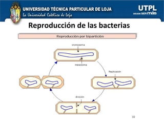 Reproducción de las bacterias 