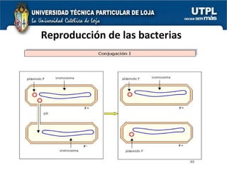 Reproducción de las bacterias 