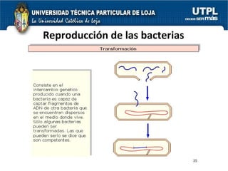 Reproducción de las bacterias 
