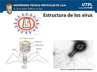 Estructura de los virus 