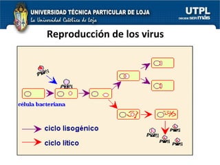 Reproducción de los virus 