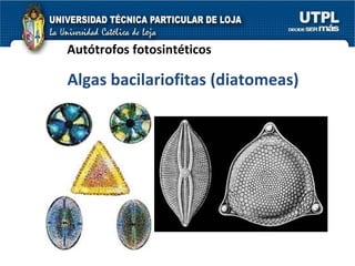 Autótrofos fotosintéticos Algas bacilariofitas (diatomeas) 