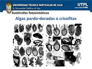 Autótrofos fotosintéticos Algas pardo-doradas o crisofitas 