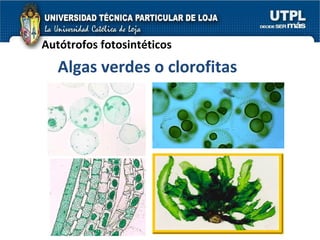 Autótrofos fotosintéticos Algas verdes o clorofitas 