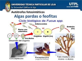Autótrofos fotosintéticos Algas pardas o feofitas 