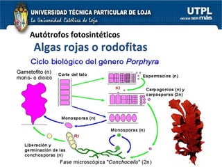 Autótrofos fotosintéticos Algas rojas o rodofitas 