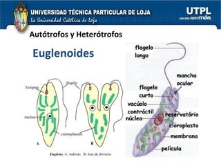 Autótrofos y Heterótrofos Euglenoides 