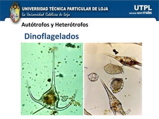Autótrofos y Heterótrofos Dinoflagelados 