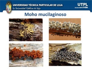 Moho mucilaginoso 