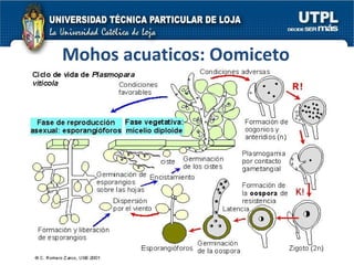 Mohos acuaticos: Oomiceto 