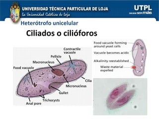 Ciliados o cilióforos Heterótrofo unicelular 