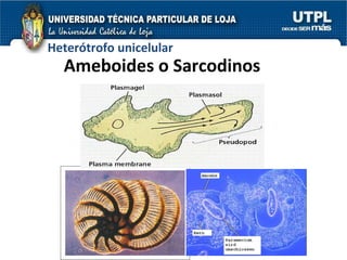 Ameboides o Sarcodinos Heterótrofo unicelular 