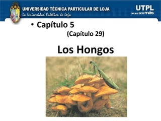 Los Hongos Capítulo 5 (Capítulo 29) 