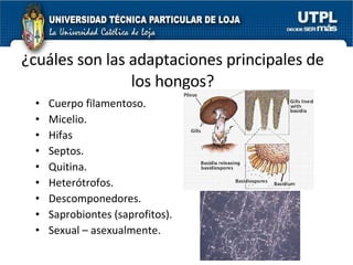 ¿cuáles son las adaptaciones principales de los hongos? Cuerpo filamentoso. Micelio.  Hifas Septos. Quitina. Heterótrofos. Descomponedores. Saprobiontes (saprofitos). Sexual – asexualmente. 