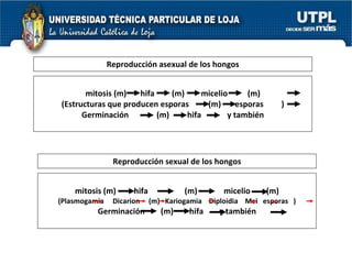 mitosis (m)  hifa   (m)   micelio  (m) (Plasmogamia  Dicarion  (m)  Kariogamia  Diploidia  Mei  esporas  ) Germinación  (m)  hifa  y también mitosis (m)  hifa   (m)   micelio  (m) (Estructuras que producen esporas    (m)  esporas  ) Germinación  (m)  hifa  y también Reproducción asexual de los hongos Reproducción sexual de los hongos 