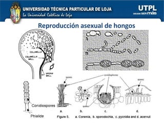 Reproducción asexual de hongos 