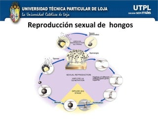Reproducción sexual de  hongos 