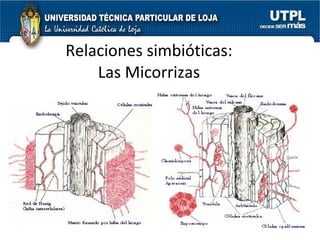Relaciones simbióticas: Las Micorrizas 