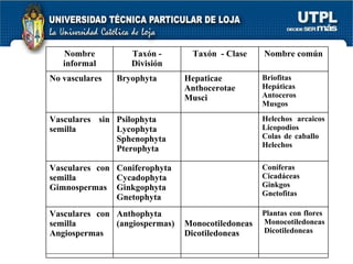 Nombre informal Taxón - División Taxón  - Clase Nombre común No vasculares Bryophyta Hepaticae Anthocerotae  Musci Briofitas  Hepáticas Antoceros  Musgos Vasculares sin semilla Psilophyta Lycophyta Sphenophyta Pterophyta Helechos arcaicos Licopodios  Colas de caballo  Helechos Vasculares con semilla Gimnospermas Coniferophyta Cycadophyta Ginkgophyta Gnetophyta Coníferas  Cicadáceas  Ginkgos  Gnetofitas Vasculares con semilla Angiospermas Anthophyta (angiospermas) MonocotiledoneasDicotiledoneas Plantas con flores  Monocotiledoneas  Dicotiledoneas 
