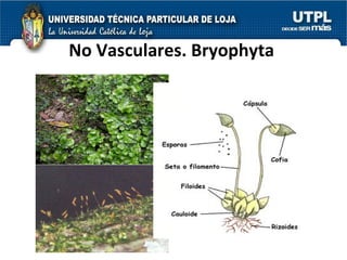 No Vasculares. Bryophyta 