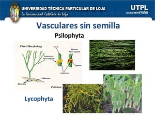 Psilophyta Lycophyta Vasculares sin semilla 