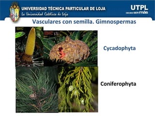 Coniferophyta Cycadophyta Vasculares con semilla. Gimnospermas 