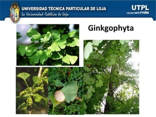 Ginkgophyta 
