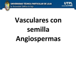 Vasculares con semilla Angiospermas 