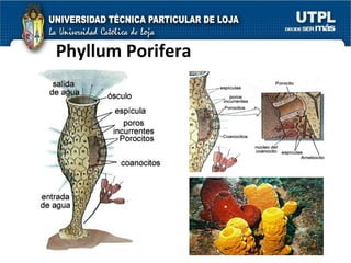 Phyllum Porifera 