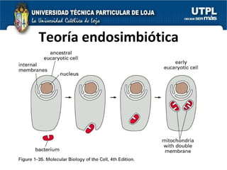 Teoría endosimbiótica 
