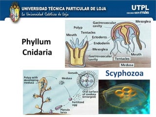Phyllum  Cnidaria Scyphozoa 