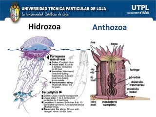 Hidrozoa Anthozoa 