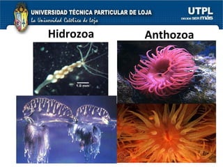 Hidrozoa Anthozoa 