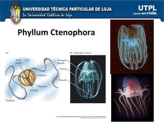Phyllum Ctenophora 