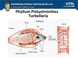 Phyllum Platyelminthes Turbellaria 