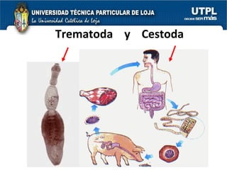 Trematoda  y  Cestoda 