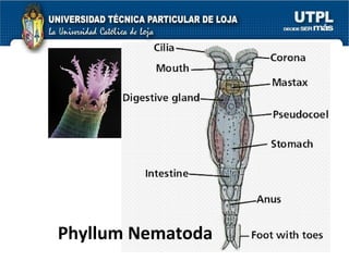 Phyllum Nematoda 