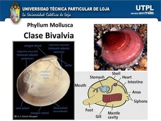 Phyllum Mollusca Clase Bivalvia 