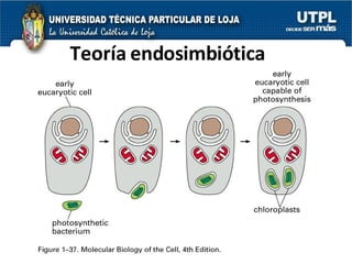 Teoría endosimbiótica 