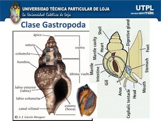 Clase Gastropoda 