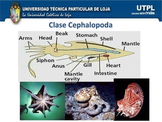 Clase Cephalopoda 