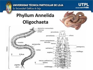 Phyllum Annelida Oligochaeta 