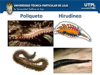 Poliqueto Hirudineo 