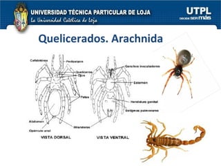 Quelicerados. Arachnida 