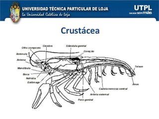 Crustácea 
