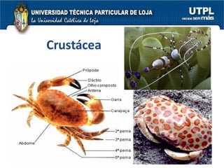 Crustácea 