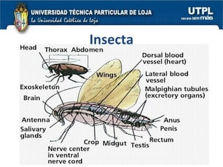 Insecta 